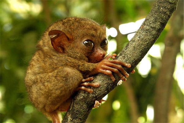 世界上最小的灵长类动物 眼镜猴（身体巴掌大眼睛超大）