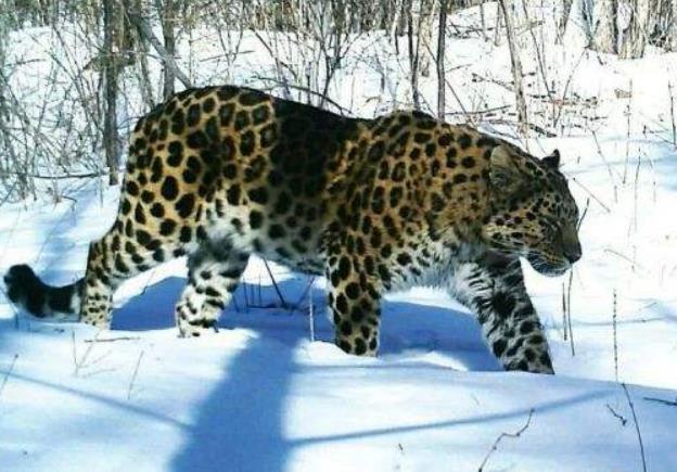 世界上最大的豹 攻击力不输东北虎 野生总数不足100只