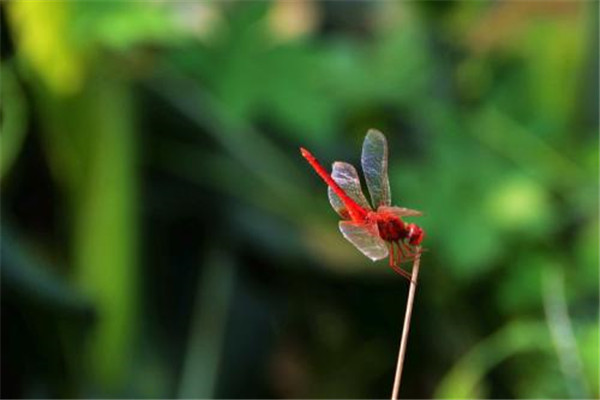 世界上最小蜻蜓是什么 侏红小蜻（体长不超2厘米飞很慢）