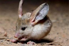 世界上最小的跳鼠是什么 三趾心颅跳鼠（身材迷你）