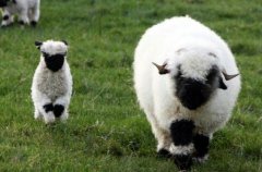 世界上最可爱的羊 黑鼻羊(一只九万多看起来像毛绒玩具)