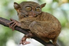 世界上最小的灵长类动物 眼镜猴（身体巴掌大眼睛超大）