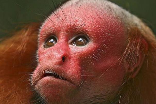世界上最丑的猴子 样子好吓人还是一个小吃货