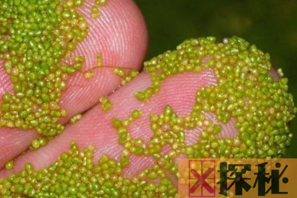 世界最小花:芜萍 仅缝衣针头大小(直径0.5毫米)