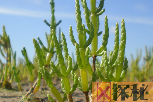 世界上最著名的耐盐植物:盐角草(体内含水量高达92%)