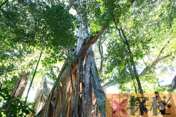 世界上最大的树冠:最大覆盖42亩(可容纳七千人军队)