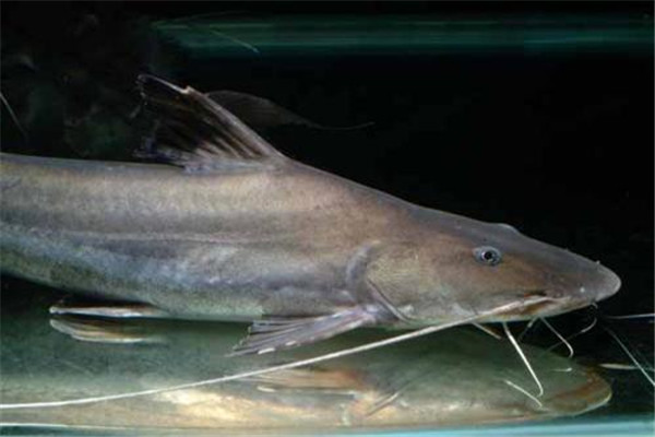 世界上最恐怖的鱼是什么 生活在亚马逊的撒旦鱼（食人鱼）