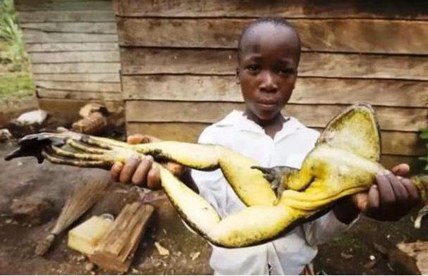 世界上最大的水蛙 非洲巨蛙体长可达半米