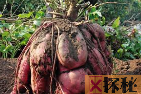 世界上最大的红薯:由220个单株红薯组成(重238斤)