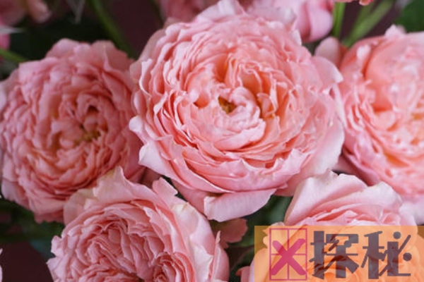 世界上最贵的花:朱丽叶玫瑰获2695万元高价(评为AASR级)