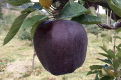 世界上最稀有的水果:黑色苹果/红色香蕉(你见过吗)