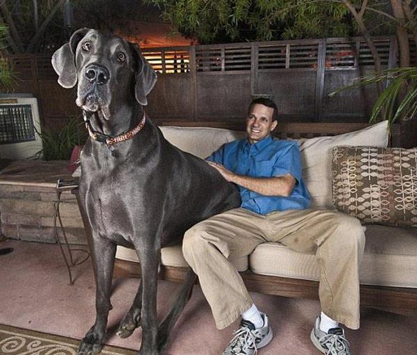 世界上最高的狗 大乔治(高度109厘米 体重111公斤)