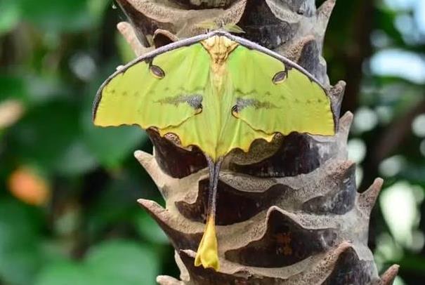 世界上最美丽的飞蛾 有一个被称为昆虫界的”四不像”