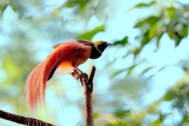 世界上最美的鸟 天堂极乐鸟(真是美极了 太美太漂亮了)