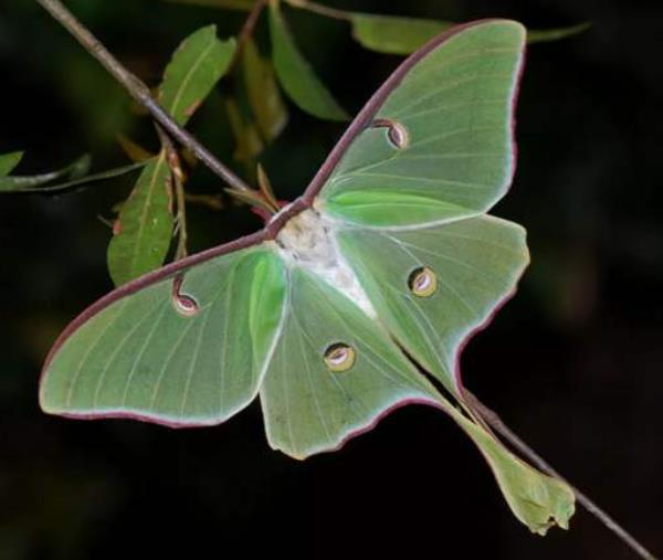 世界上最美丽的飞蛾 有一个被称为昆虫界的”四不像”