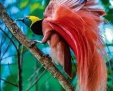 世界上最美的鸟 天堂极乐鸟(真是美极了 太美太漂亮了)