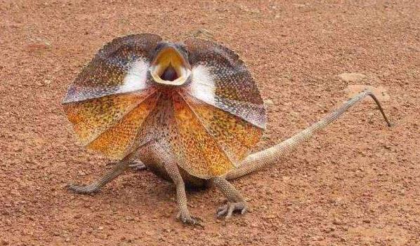 世界上最奇特的蜥蜴 伞蜥(颈部常着伞状领圈 能直立奔跑)