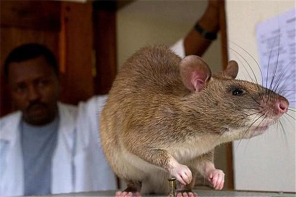 世界上最大的老鼠是什么 非洲巨鼠（体型庞大犹如变异鼠）