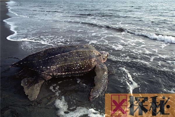 世界上最大的乌龟是什么 濒危动物棱皮龟（头大脖子短）