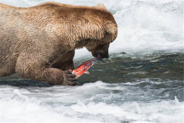 世界上最大的食肉类动物 阿拉斯加棕熊（公认最大动物）