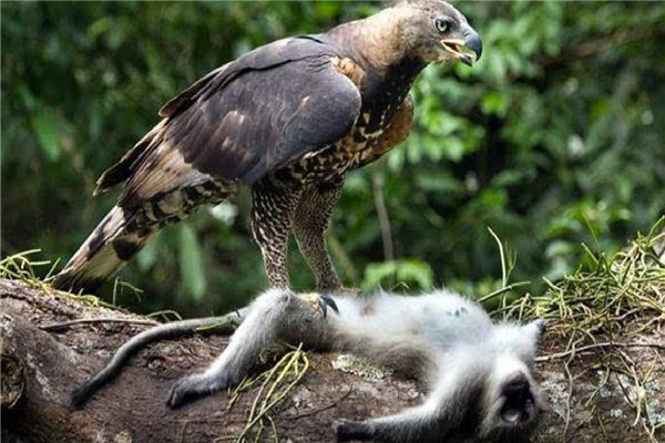 世界上最大的老鹰是什么 菲律宾食猿雕（身材庞大浑身是宝）