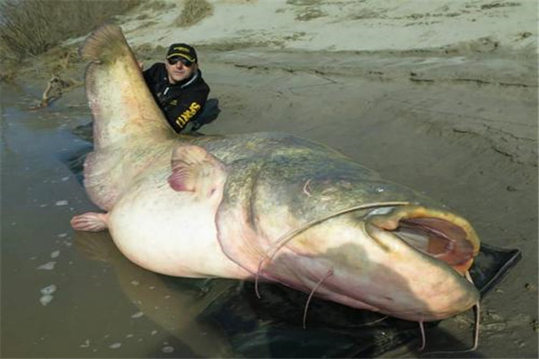 世界上最大的鲶鱼是什么 生长在东南亚地带的巨型鲶鱼