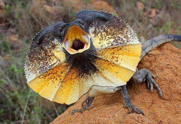 世界上最奇特的蜥蜴 伞蜥(颈部常着伞状领圈 能直立奔跑)