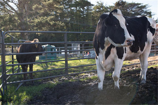世界上最大的奶牛 美国丹尼尔奶牛巨无霸（重达一吨）