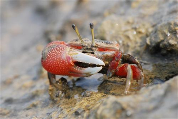 世界上最会变色的螃蟹是什么 招潮蟹（一天八种颜色）