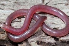 世界上最短小的蛇是什么 盲蛇（大多栖息在热带雨林）