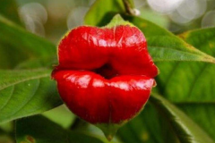 世界上最性感的花:形似美女的烈焰红唇(被称妓女花)
