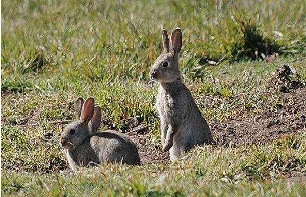 世界上跑的最快的兔子 欧洲野兔(速度可达每公里72公里)