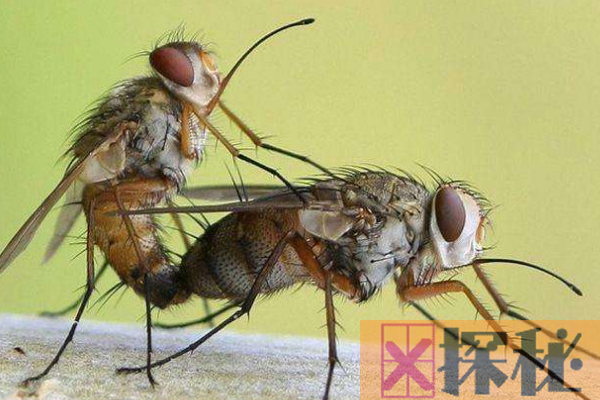 世界上最大的精子:苍蝇精子长6厘米(是身体的10倍)
