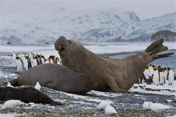 世界上最大的海豹是什么 南象海豹（公认体型最大的海豹）