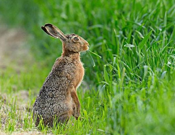 世界上跑的最快的兔子 欧洲野兔(速度可达每公里72公里)