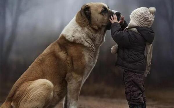 关于狗的10个世界之最，大乔治高2.2米（导盲犬有硕士学位）