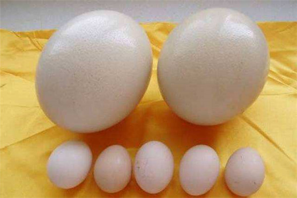世界上最大的鸡蛋有多大 相当于普通鸡蛋的三倍大