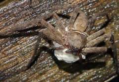 世界上最大的室内蜘蛛 白额高脚蛛 (体长10厘米 蟑螂的克星 )