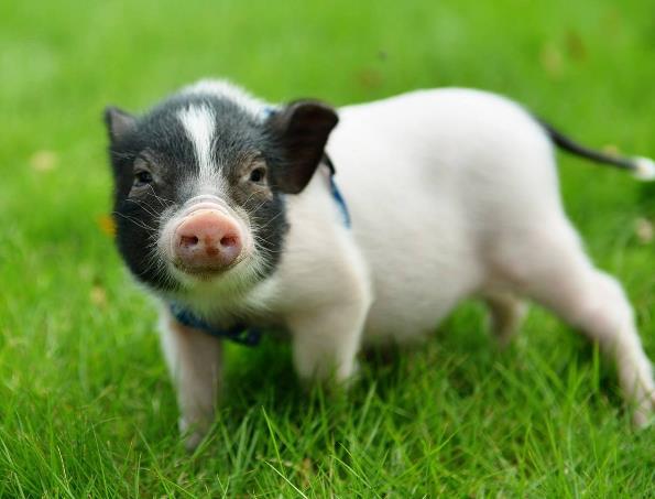 世界上最小的猪 微型猪体重不超过10斤（很可爱）
