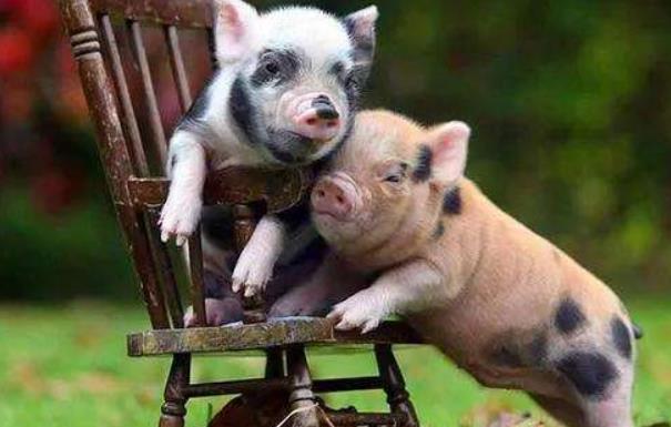 世界上最小的猪 微型猪体重不超过10斤（很可爱）