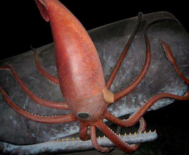 世界上最大的鱿鱼 大王酸浆鱿(长达20米以上，血液是蓝色)