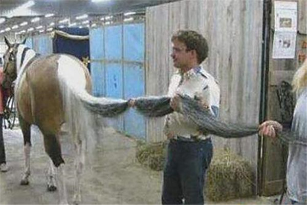 世界上尾巴最长的马 美国的夏默（尾巴太长无法超越）