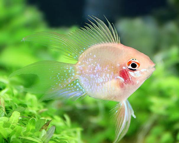 世界上最可爱的鱼 金波子(脸蛋红红的观赏鱼)