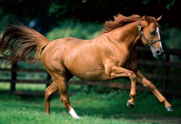 世界上跑的最快的马 纯血马(五千米纪录保持者 近千年无对手)