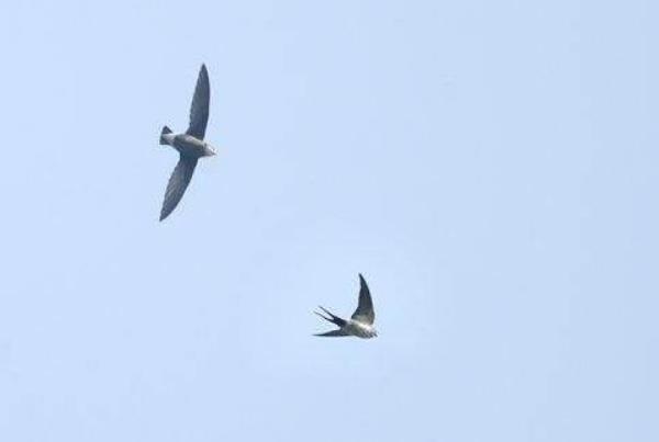 世界上飞的最快的鸟 尖尾雨燕(最快速度352.5米每小时)