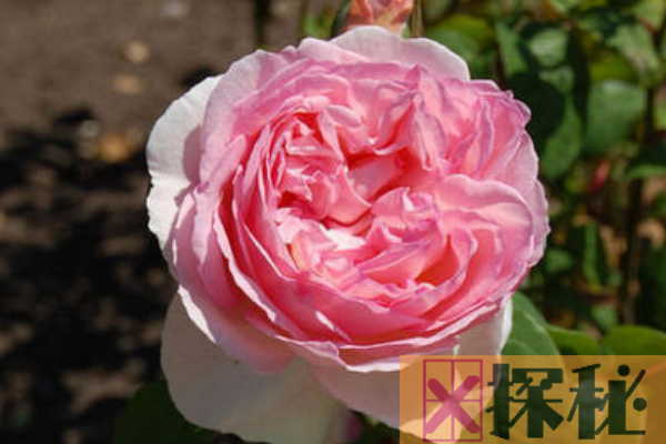 世界上最美的玫瑰花:大马士革玫瑰上榜 第二带果香
