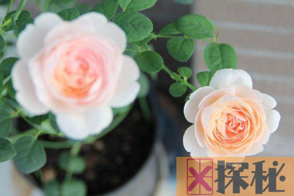 世界上最美的玫瑰花:大马士革玫瑰上榜 第二带果香