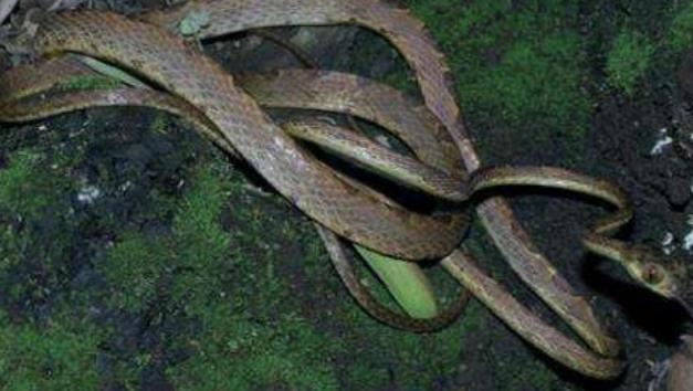 世界上最怪异的蛇 排名第一的你绝对没见过