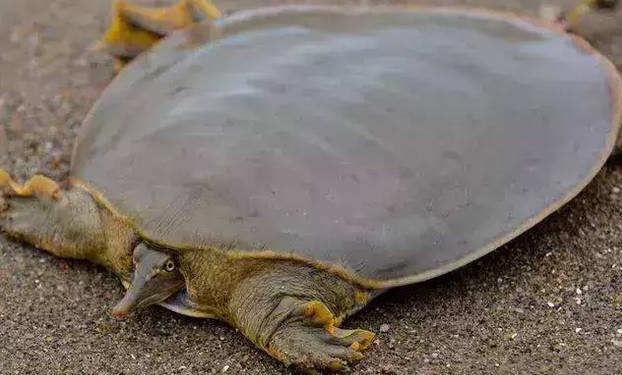 世界上最凶的乌龟 棱皮海龟(排第一 体重达九百公斤)