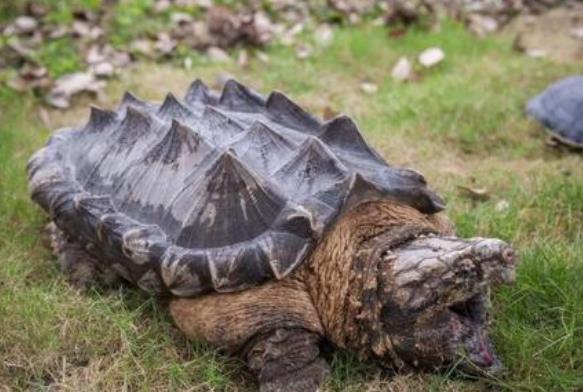 世界上最凶的乌龟 棱皮海龟(排第一 体重达九百公斤)